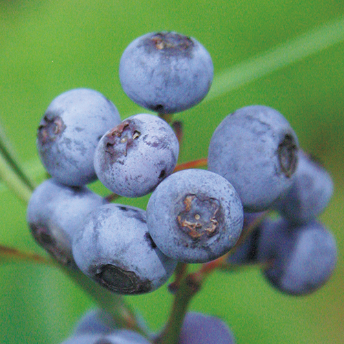 ブルーベリーラビットアイ系・プレミア| 種・苗・ガーデニング用品の