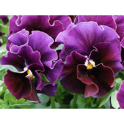 ビオラ・和モダンクラシックカラー 京紫（きょうむらさき）| 種・苗