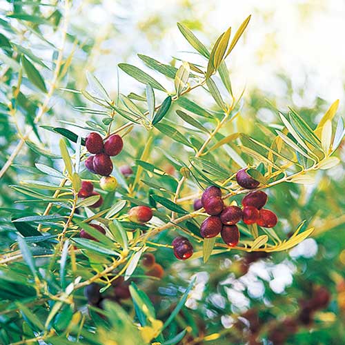 オリーブ・ネバディロブランコ【18cm苗】| 種・苗・ガーデニング用品の