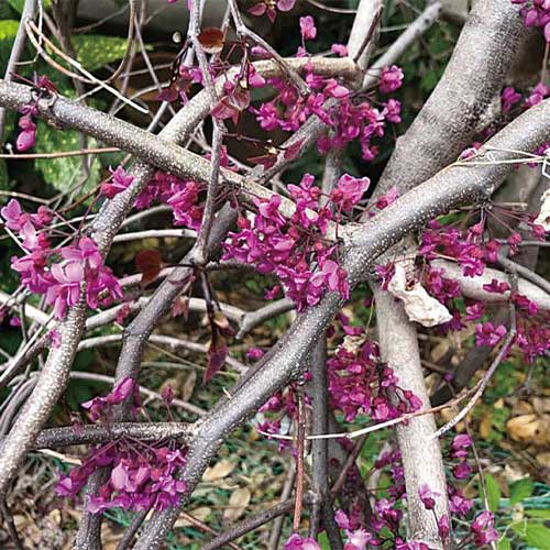 アメリカハナズオウ・ルビーフォールズ| 種・苗・ガーデニング用品の