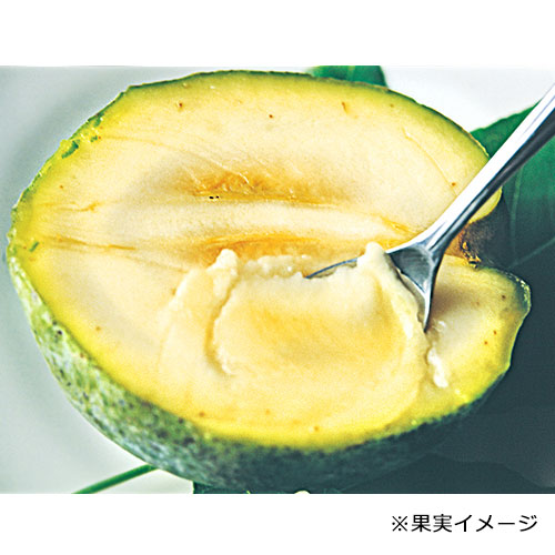 ホワイトサポテ特選2種見計らい セット| 種・苗・ガーデニング用品の