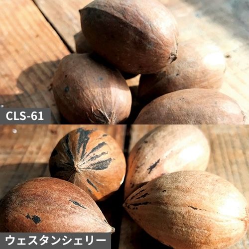 マカダミアナッツ・クーパー| 種・苗・ガーデニング用品の【タキイ