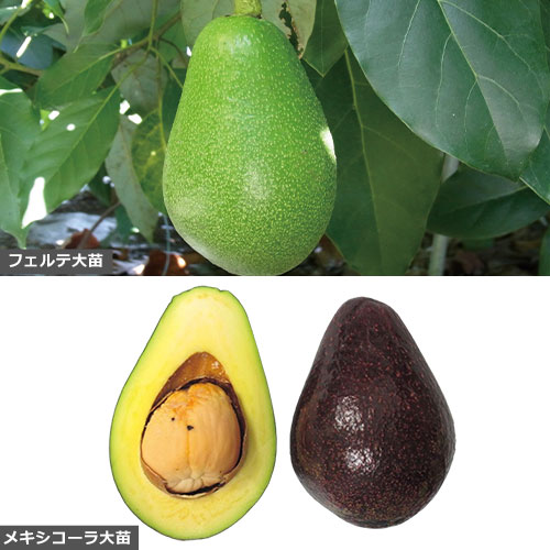 アボカド・メキシコーラ【大苗】【6～7月】| 種・苗・ガーデニング用品