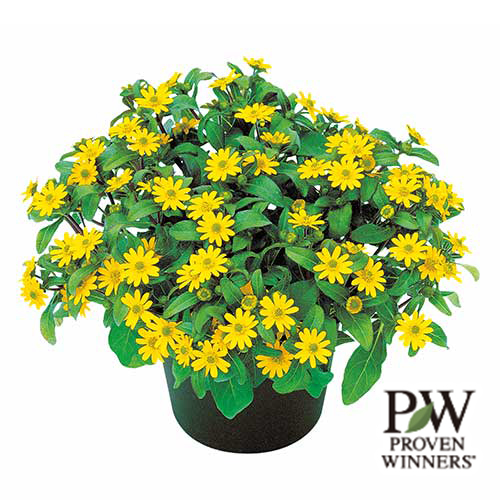 エキナセア・サンシーカーズ テキーラサンライズ| 種・苗