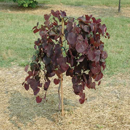 アメリカハナズオウ・ルビーフォールズ| 種・苗・ガーデニング用品の