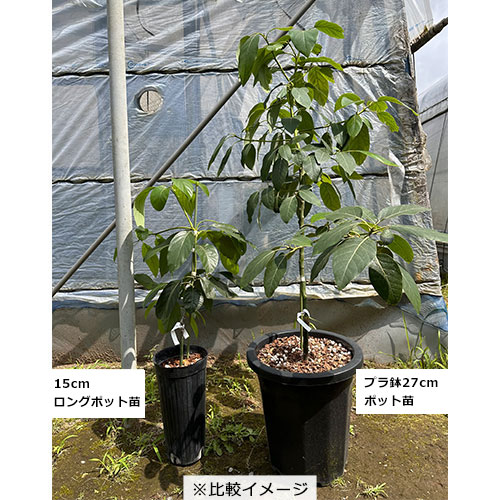 アボカド・メキシコーラ【大苗】【6～7月】| 種・苗・ガーデニング用品