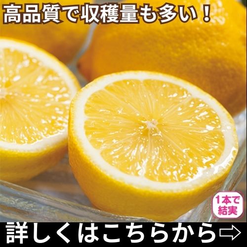 レモン アレンユーレカ【大苗】| 種・苗・ガーデニング用品の【タキイ