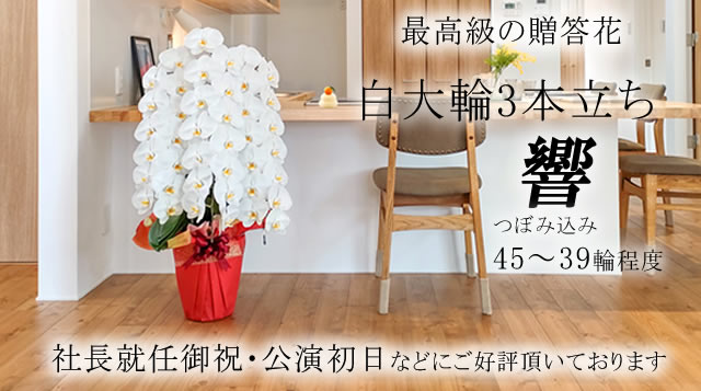 胡蝶蘭 白大輪 3本立ち響 8寸鉢（コチョウラン) 開店祝い/お祝い