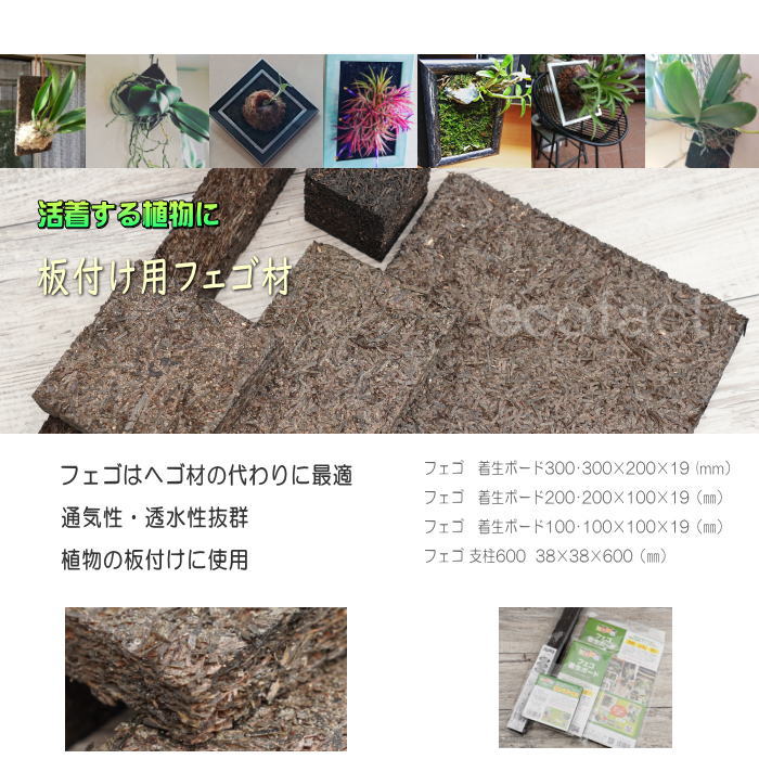 コウモリラン 板付け ビカクシダ 板 ヘゴ代用品 フェゴ 養生 ボード100