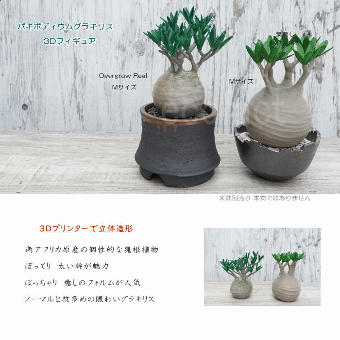 フェイクグリーン 3D フィギュア パキポディウム グラキリス Overgrow