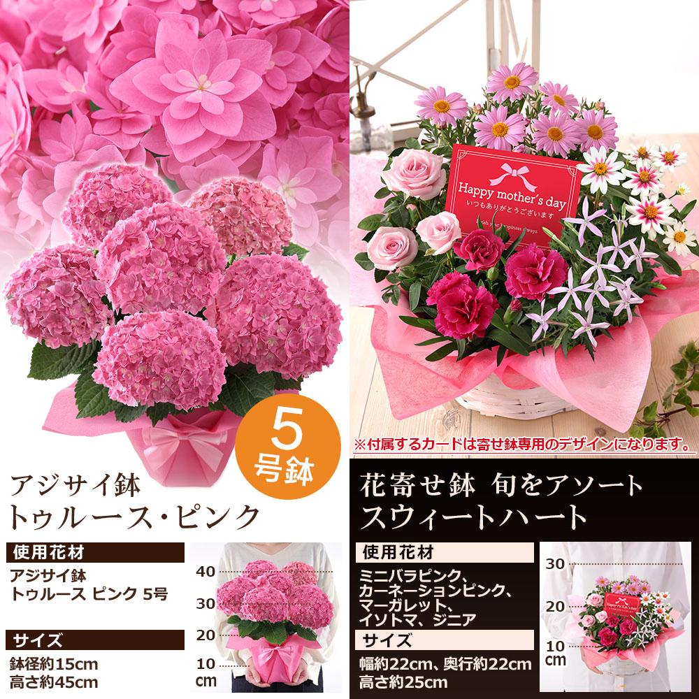 早割実施中！ 母の日 2026 プレゼント 花 ギフト 鉢植え アジサイ