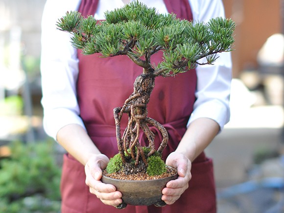 根上がりの五葉松 盆栽 ミニ盆栽 鉢植 : 盆栽妙 ヤフー店 - 通販