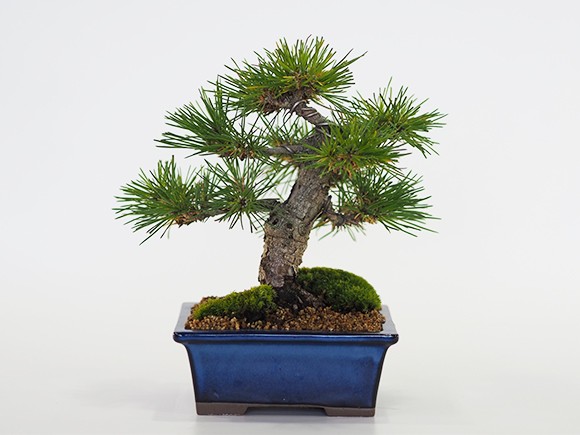 小品盆栽 四国黒松 盆栽 ミニ盆栽 鉢植 : 盆栽妙 ヤフー店 - 通販