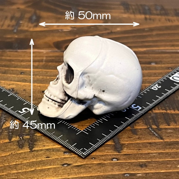 ドクロ SKULL オブジェ ガイコツ 置物 骸骨 スカル 邪気を払う「魔除け
