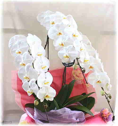 シンビジューム鉢植え ピンク色系 4本立て : クロスリースタイル