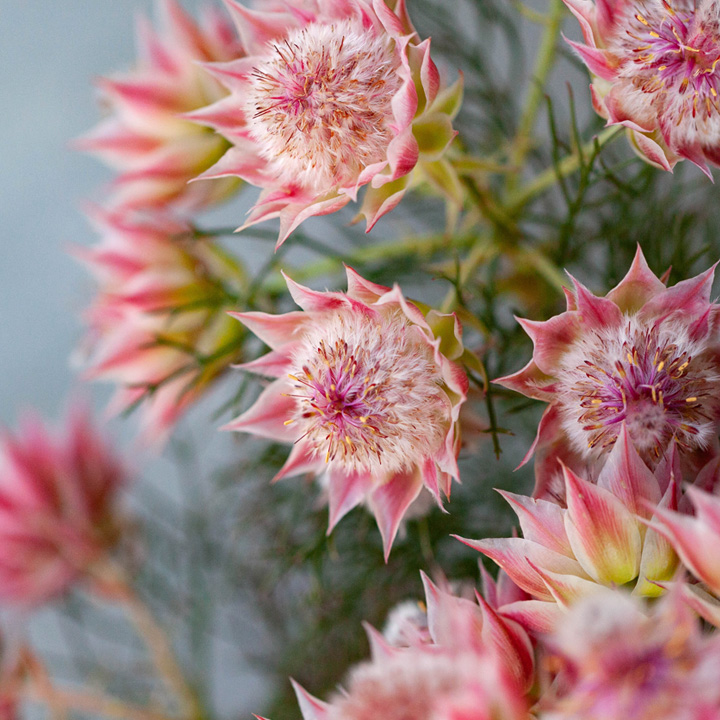 苗 お花 屋外 植物 セルリア・プリティーピンク 5号鉢 育て方ガイド