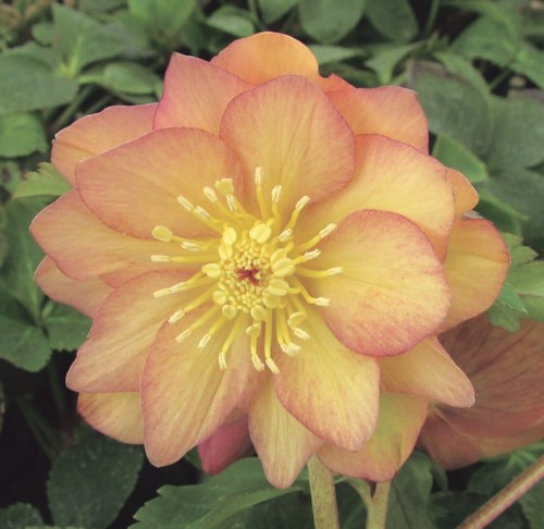 クリスマスローズ 野田交配 セミダブルネオン系 2.5号実生ポット苗 1株