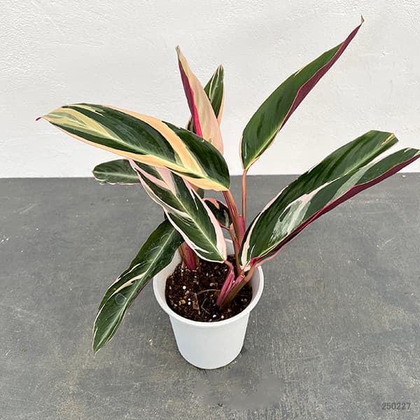 観葉植物 カラテア ストロマンテ・サンギネア・トリオスター4号鉢植え