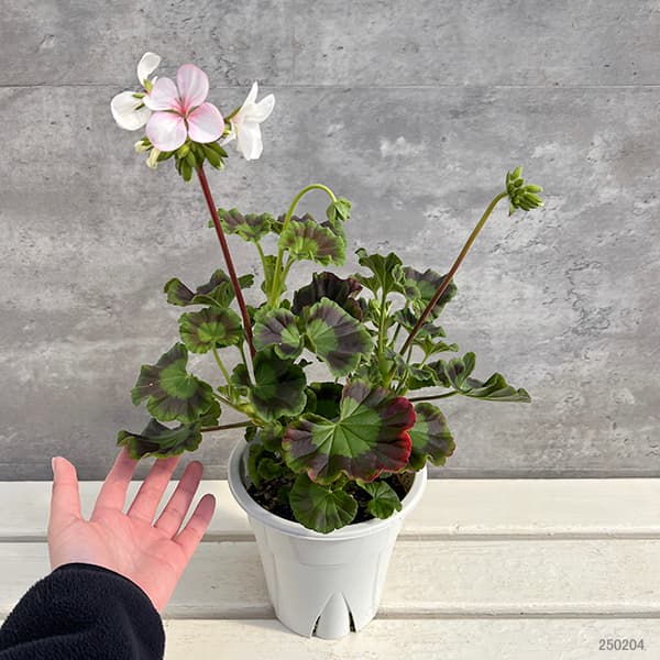 ゼラニウム 八重咲きのおすすめ人気商品一覧 通販 - Yahoo!ショッピング