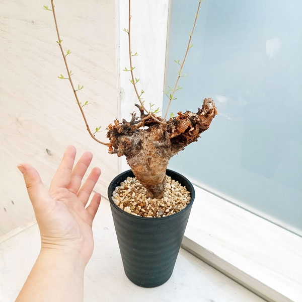 △入手困難 希少 現地球 コミフォラ 1 □入手困難 希少 現地球