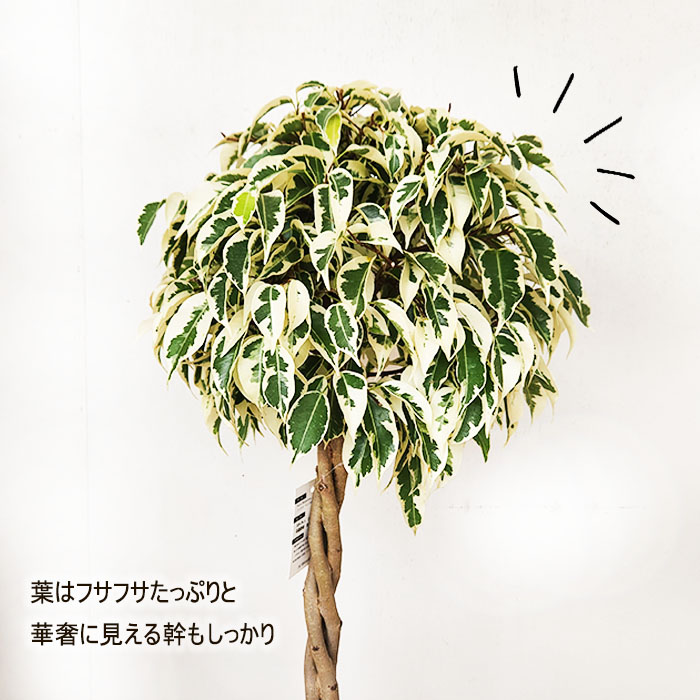 日本花キ流通 観葉植物 フィカス ベンジャミン スターライト