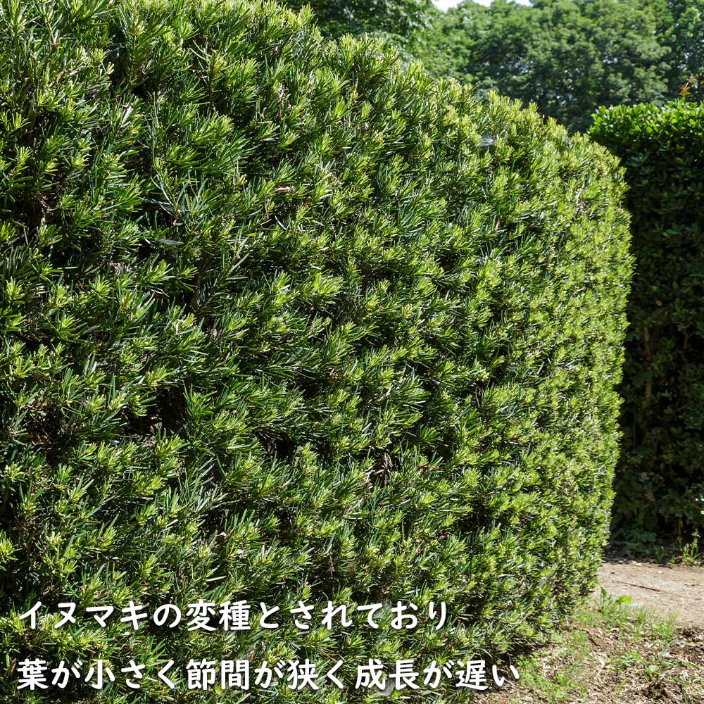 ラカンマキ（高さ3.0） 40本セットラカンマキ樹高0.3m前後10.5cmポット