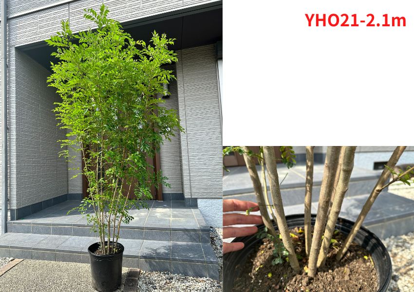 現品発送 シマトネリコ 10号 樹高2.0m-2.2m(鉢底から) 株立 シンボル