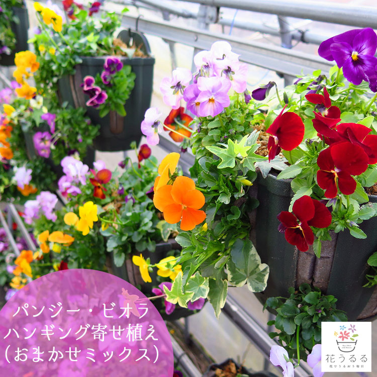 パンジー/ビオラのハンギングバスケット 花うるる 寄せ植え [おまかせ