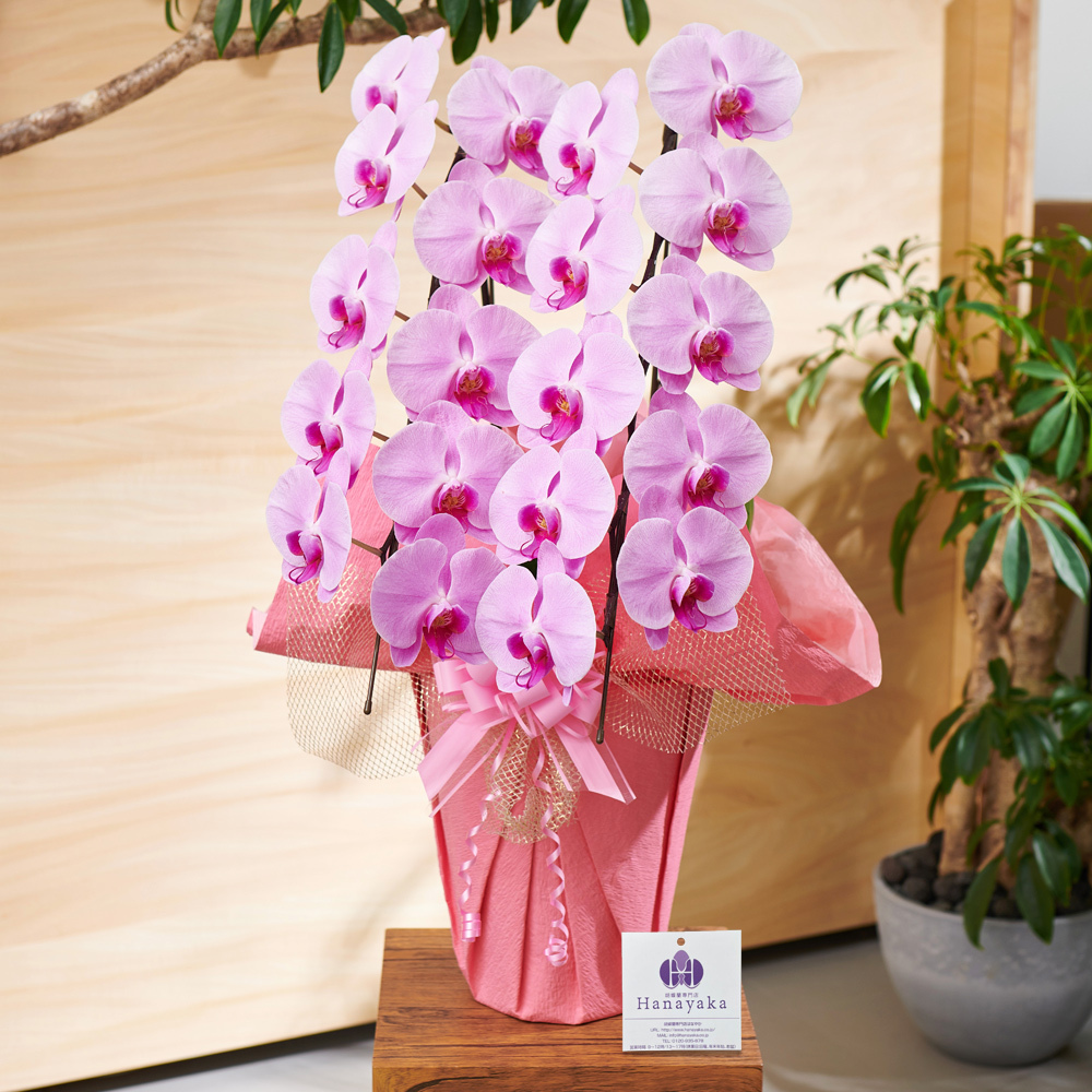 胡蝶蘭 ポイント7倍 蘭の活力剤プレゼント 大輪3本立ち お祝い 豪華