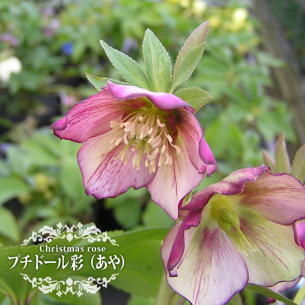 プチドール 彩（あや） 一重咲きクリスマスローズ 3号ポット 苗 : 苗木