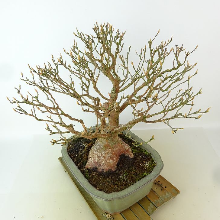 盆栽 姫沙羅 樹高 約28cm ひめしゃら 高級盆栽 Stewartia monadelpha