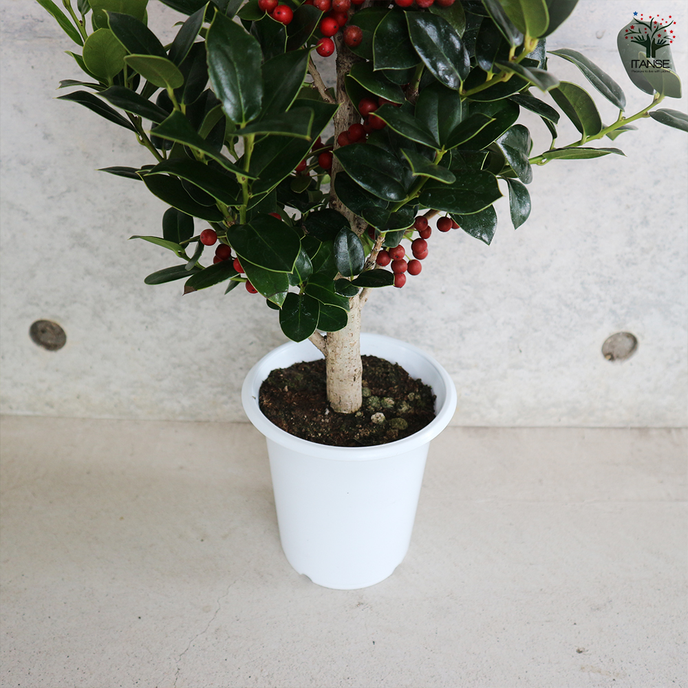 クリスマスホーリー とげ無し 花木苗 4号/1個売り セイヨウヒイラギの