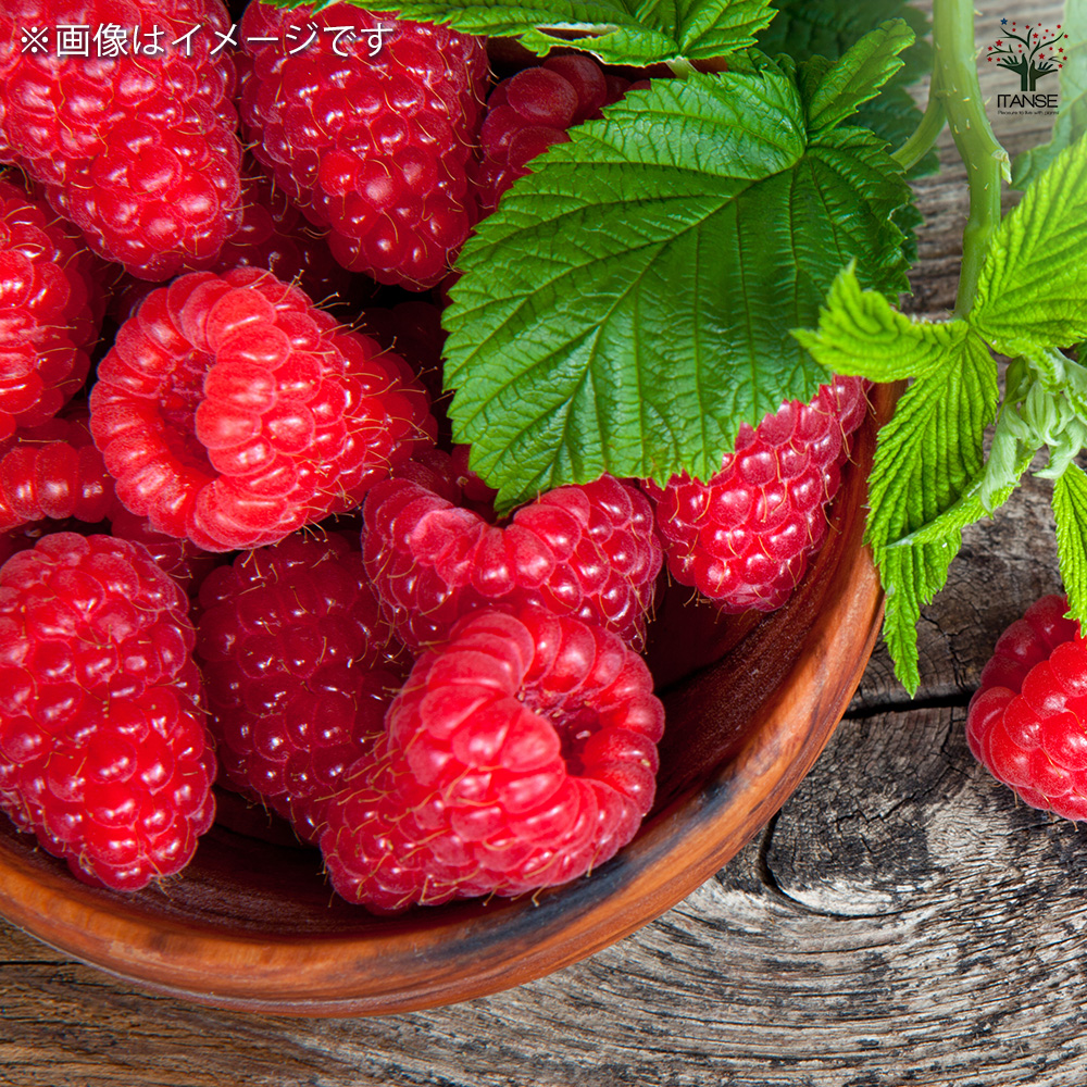 ラズベリーの苗木 ヤミー 果樹の苗 4号/1個売り ラズベリー苗 木苺