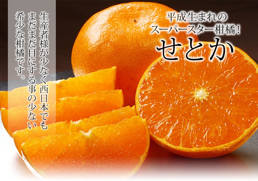 せとか 匠と極 L-3L 約1.3kg 贈答用 愛媛県 中島産 みかん JAえひめ