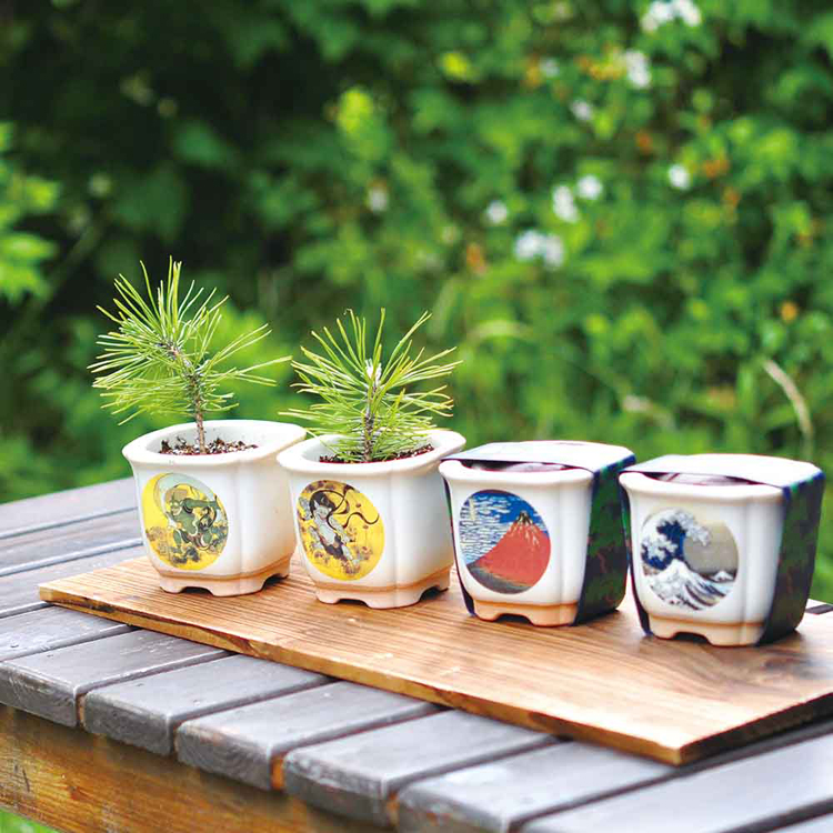 栽培キット 盆栽 4種セット 松 聖新陶芸 まつ JAPANESE BONSAI 栽培