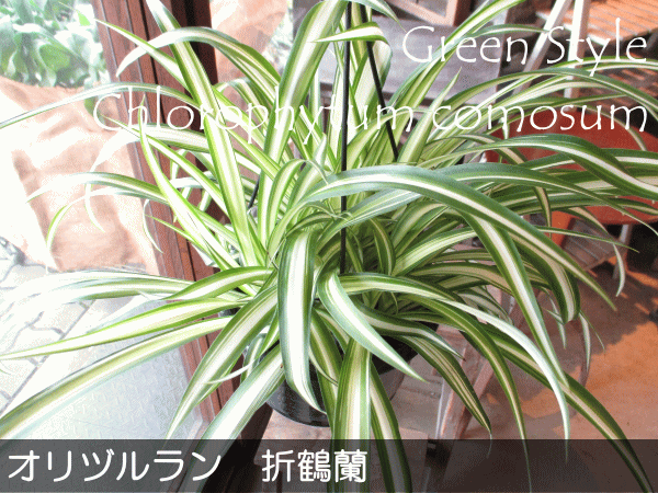 オリヅルラン 折鶴蘭 5号吊り鉢 鉢植え オリズルラン 吊り下げ