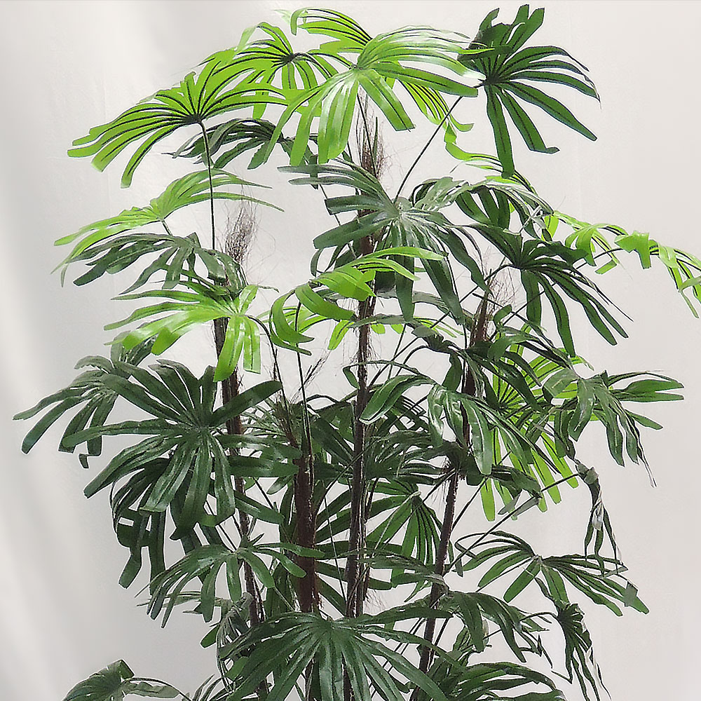 シュロチク ヤシ類 ヤシの木 観葉植物 人気 おしゃれ インテリア