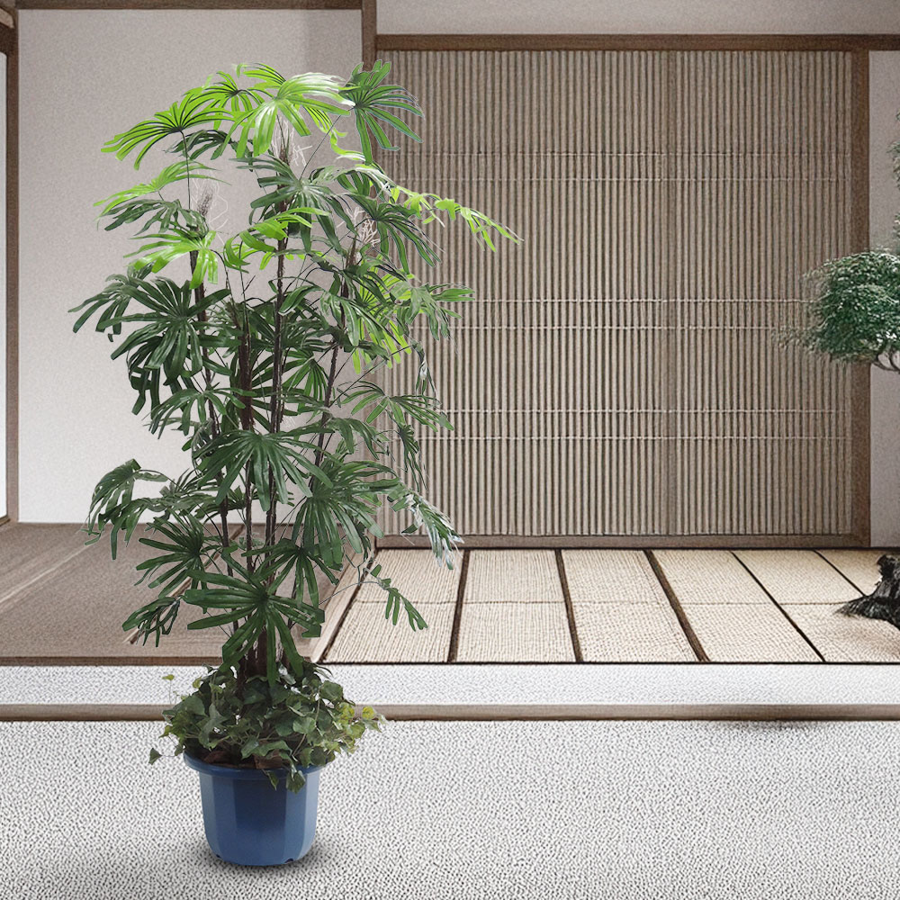 シュロチク 大型 ヤシ類 ヤシの木 観葉植物 人気 おしゃれ インテリア