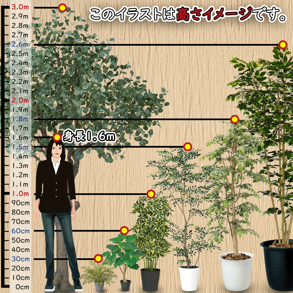 シュロチク ヤシ類 ヤシの木 観葉植物 人気 おしゃれ インテリア