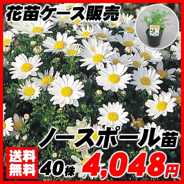 花苗大特価 ノースポール ケース販売 1ケース40株入り 送料無料 / 花の