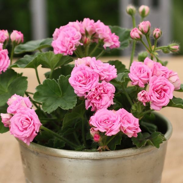 種 ゼラニウム 苗」の人気商品一覧 | 安い商品を通販サイトから探す