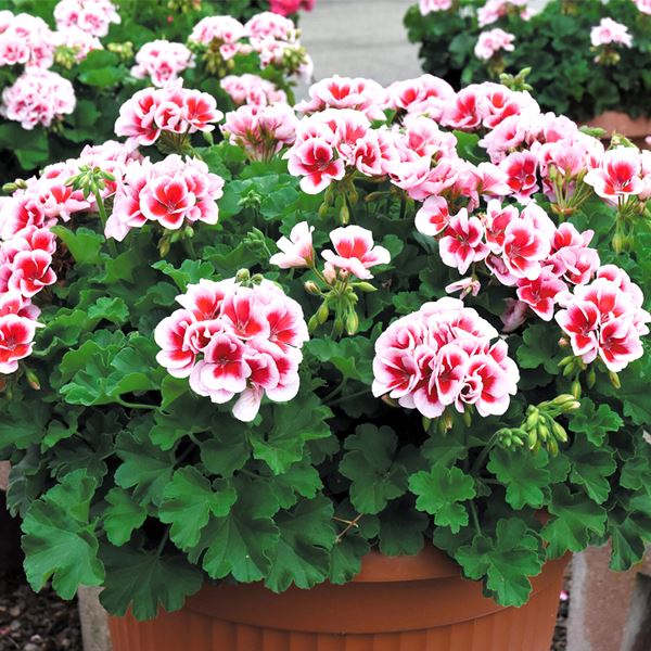 ゼラニウム 苗」の人気商品一覧 | 安い商品を通販サイトから探す