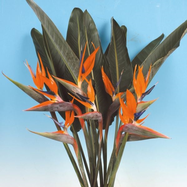 花苗 ストレリチア レジナ 1株 / 花の苗 レギネ ゴクラクチョウカ