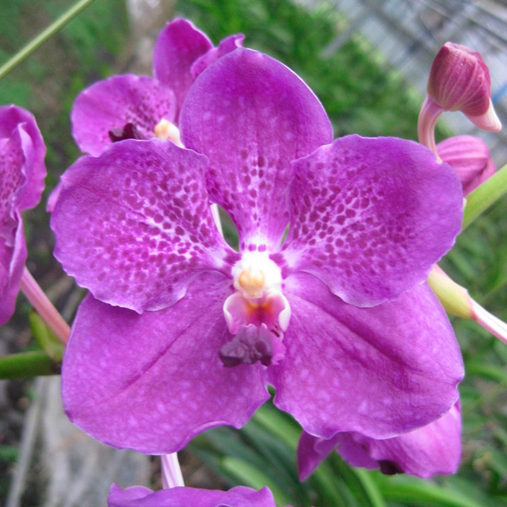 ラン苗 バンダ パクチョンブルーNO.3 開花見込み株 1株 洋蘭 洋ラン