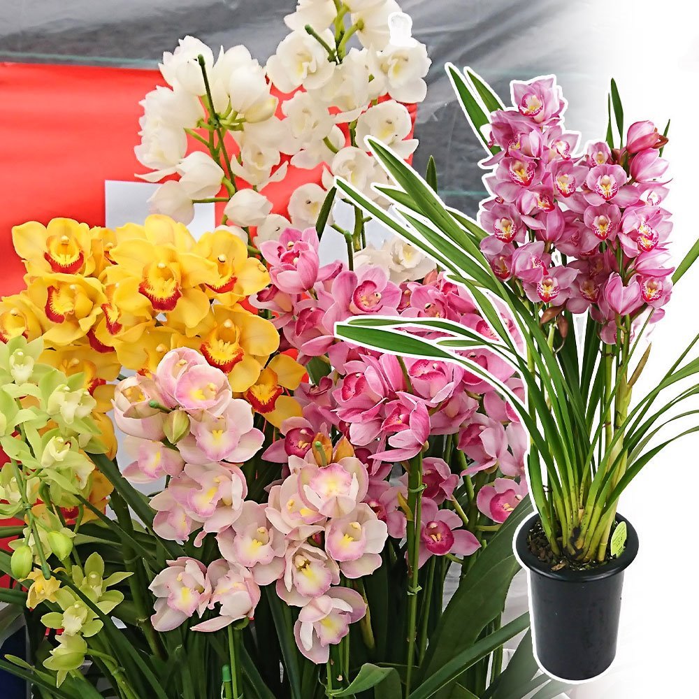 鉢花 花色おまかせシンビジウム 1鉢 /【送料グループNP09】 5本立 : 花