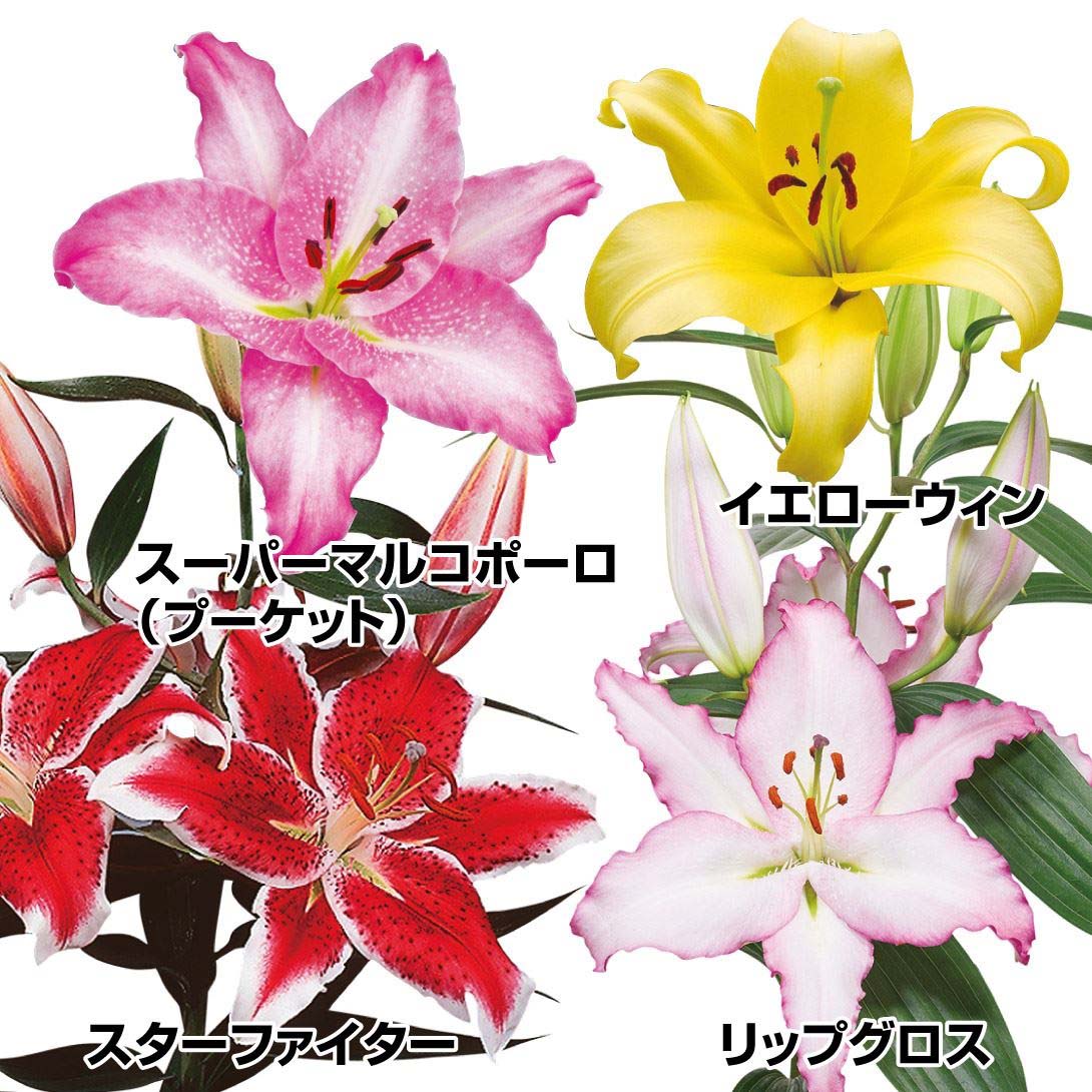 球根 オリエンタル」の人気商品一覧 | 安い商品を通販サイトから探す