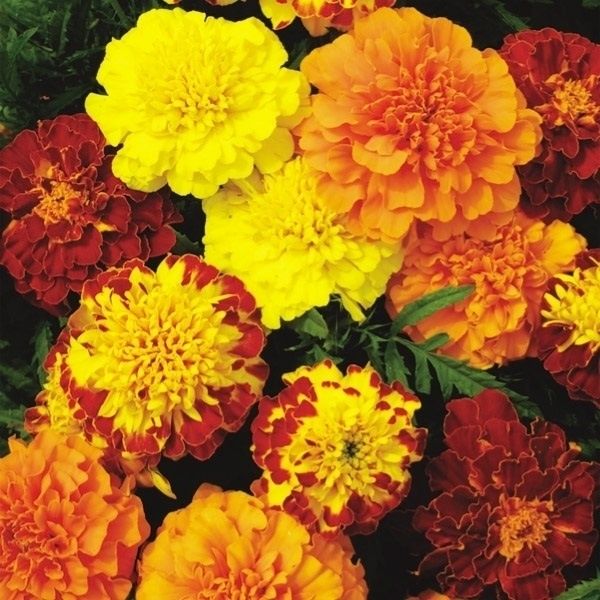 種 花たね フレンチマリーゴールド チャンピオンミックス 1袋(200mg