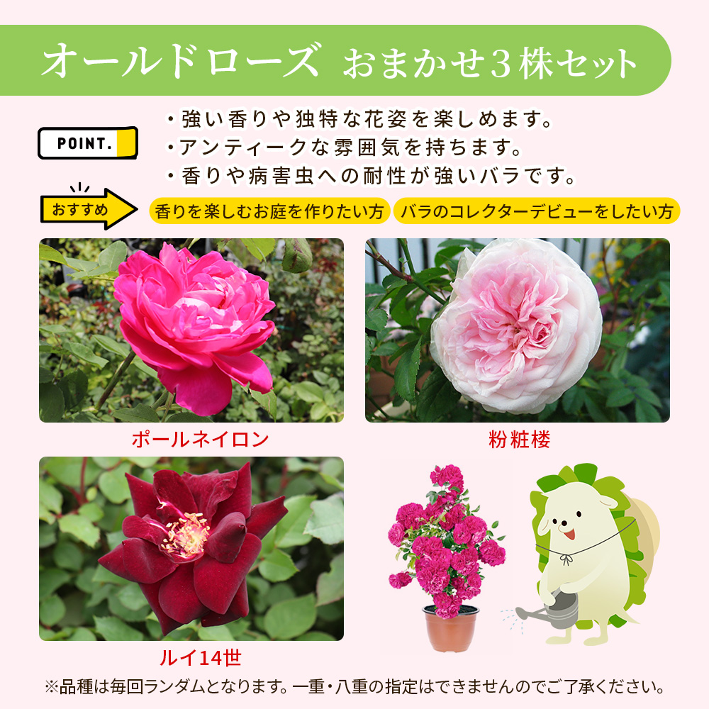 Happy バラ の 福箱 セット【選べる3タイプ】〜ローズガーデンスタート