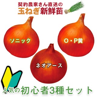 玉ねぎ苗 【菜園くらぶ】種と苗と家庭菜園の専門店