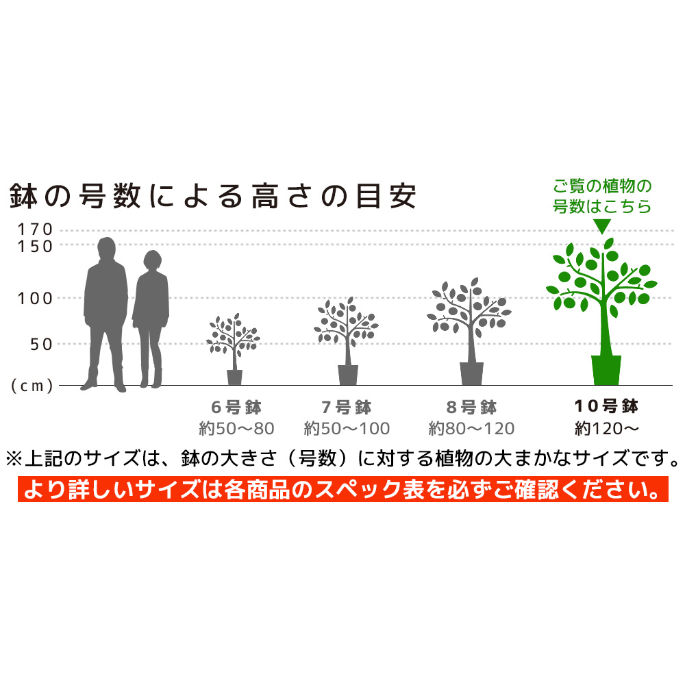 観葉植物 本物 シュロチク 10号鉢 大型 棕櫚竹 背が高い 日陰に強い